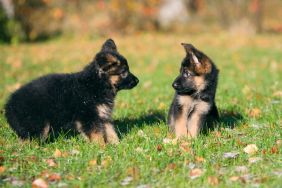 German Shepherd puppies, similar to the ones abandoned in a local church in Haralson County, Georgia, playing together.