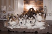 Four Alaskan Malamute puppies.