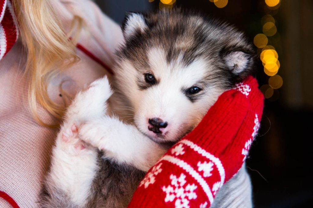 Human holding an Alaskan Malamute puppy.