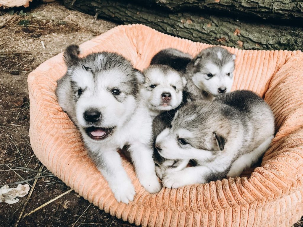 Four Alaskan Malamute puppies.