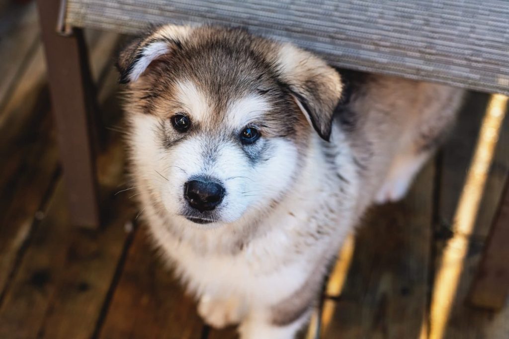 Alaskan Malamute puppy in the backyard.