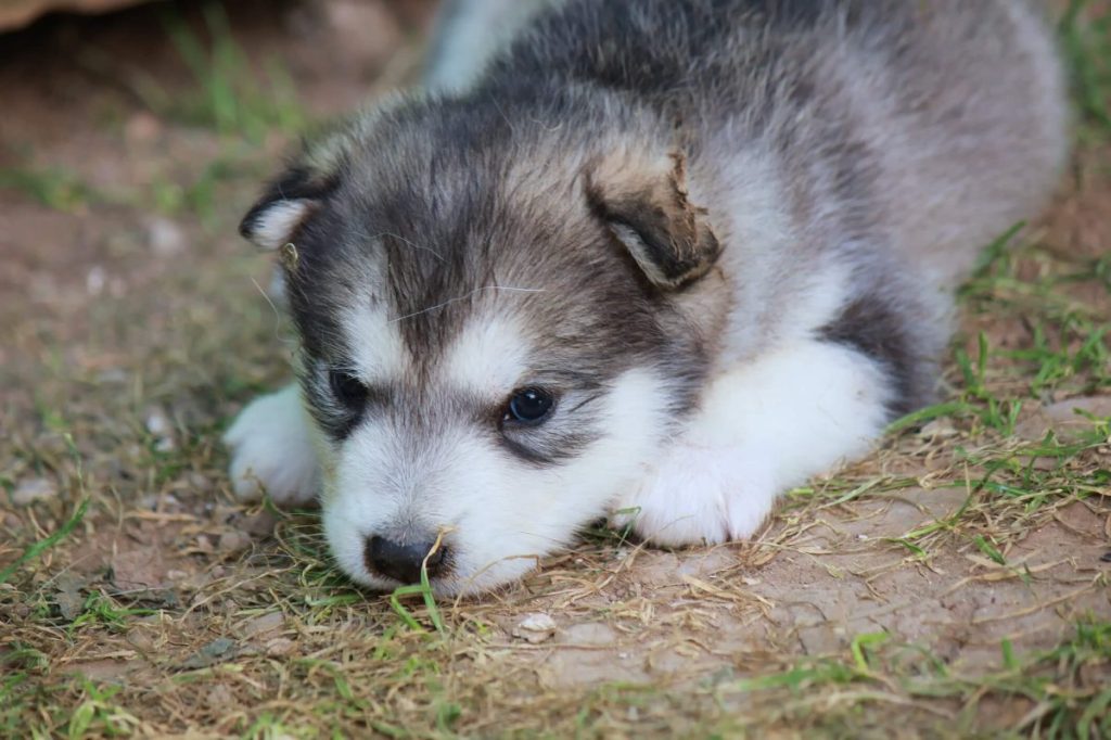 Small Alaskan Malamute puppy in the grass.