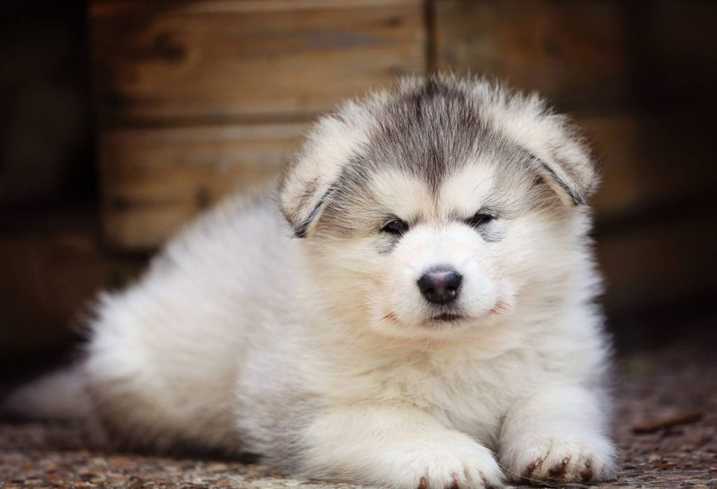 An Alaskan Malamute puppy.