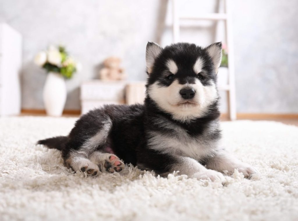 Alaskan Malamute puppy in the bedroom.