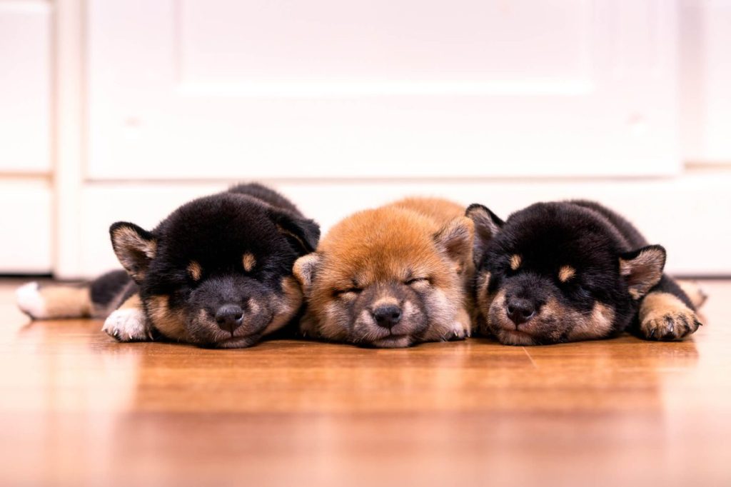 Three Shiba Inu puppies sleeping.