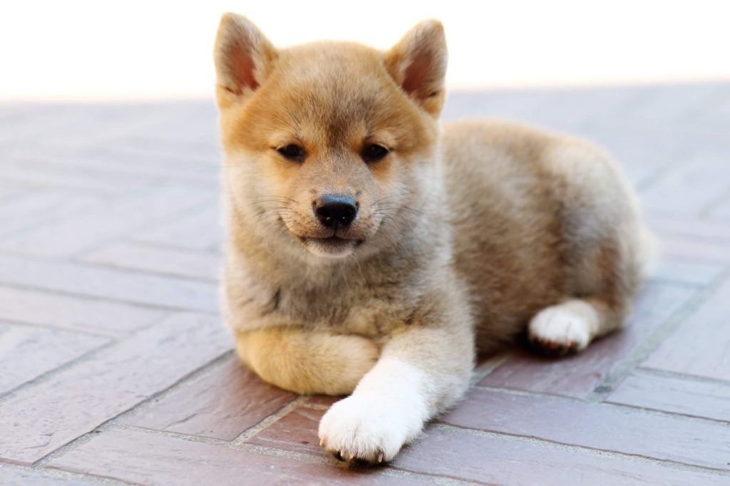 Shiba Inu puppy sitting outdoors.