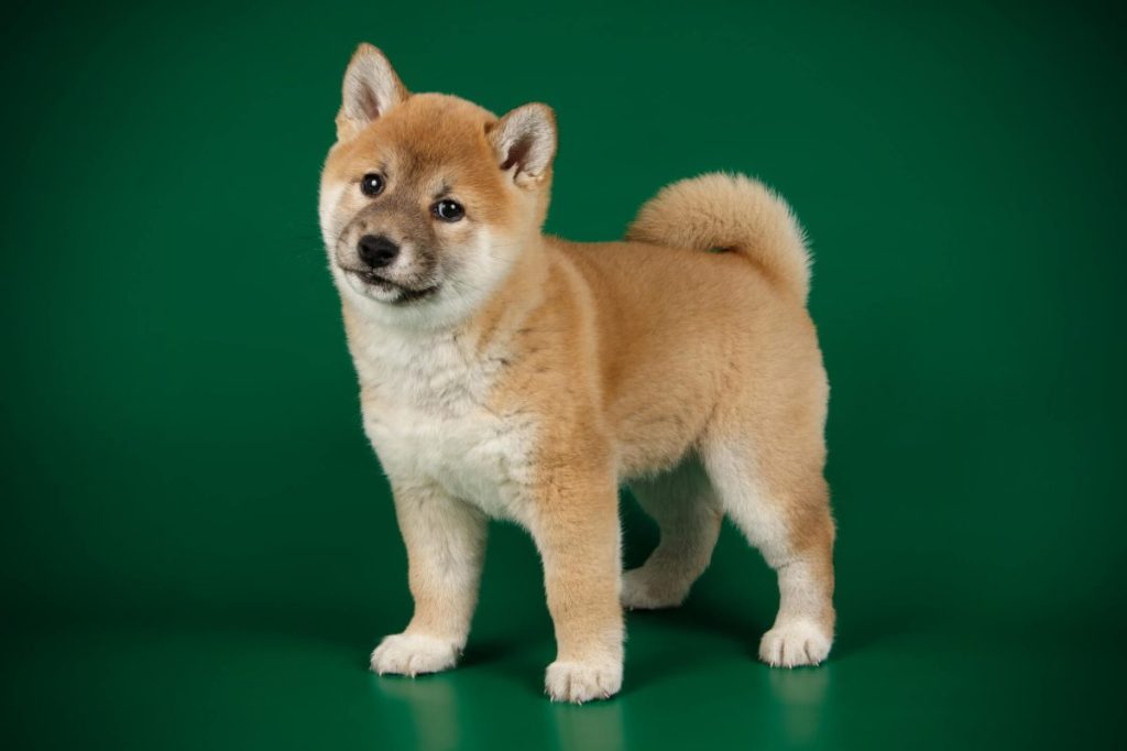 Young Shiba Inu against a green background.