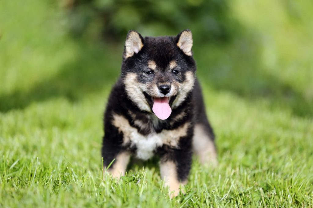 Cute Shiba Inu puppy.