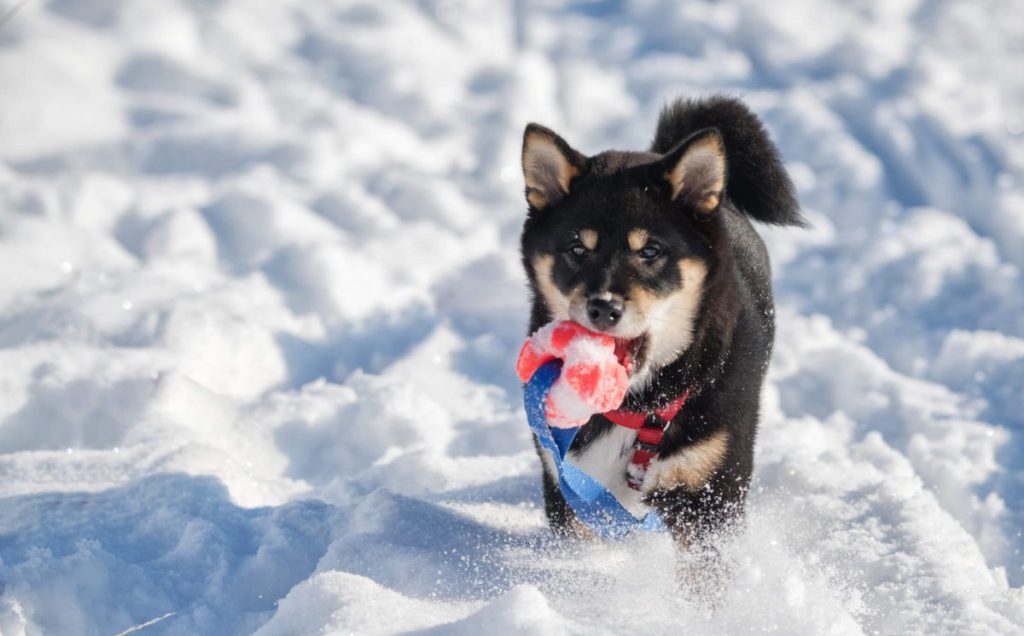 Shiba Inu puppy running in the snow.