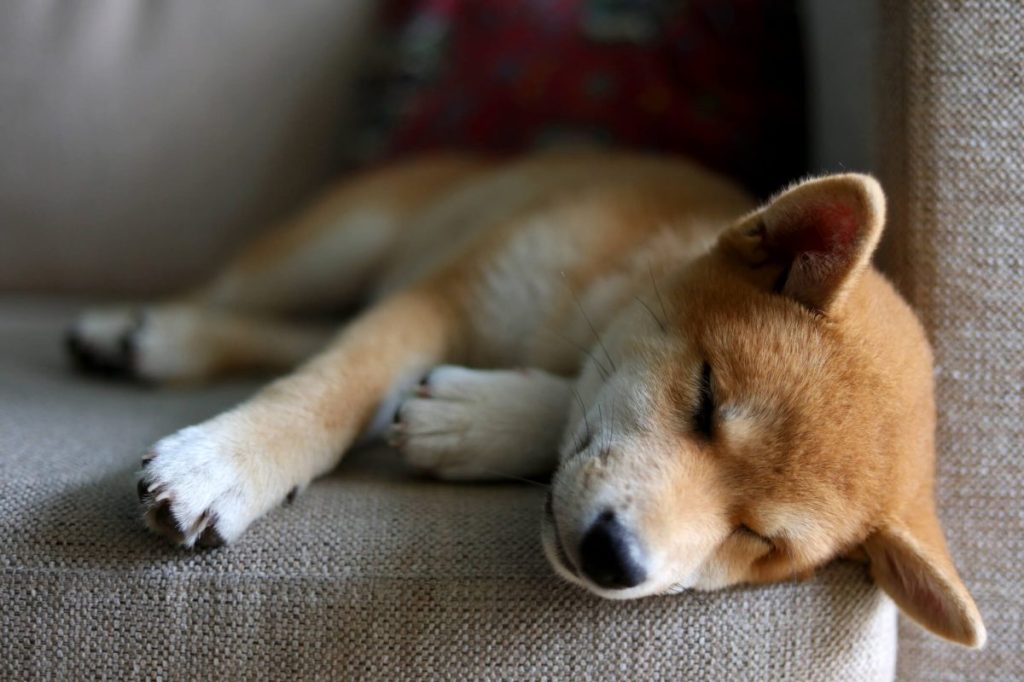 Shiba Inu puppy sleeping on the couch.