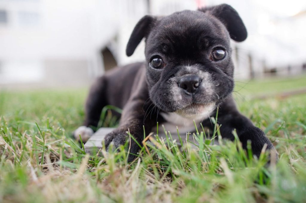 Boston Terrier puppy in grass.