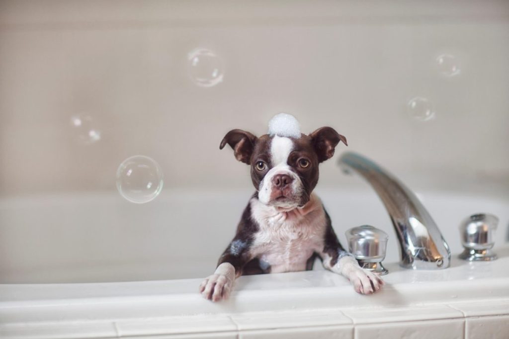 Boston Terrier puppy in bath.