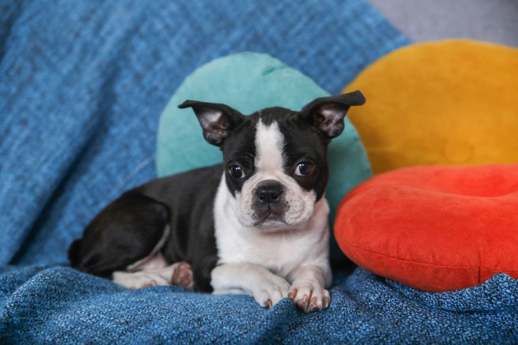 Boston Terrier puppy on sofa.