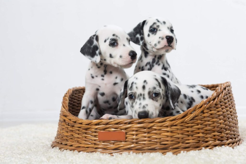 Three Dalmatian puppies in a basket.