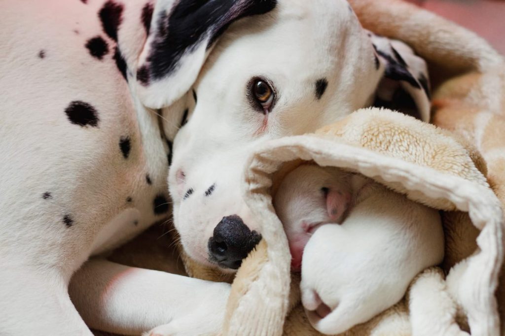 Mom Dalmatian with newborn spotless puppy.