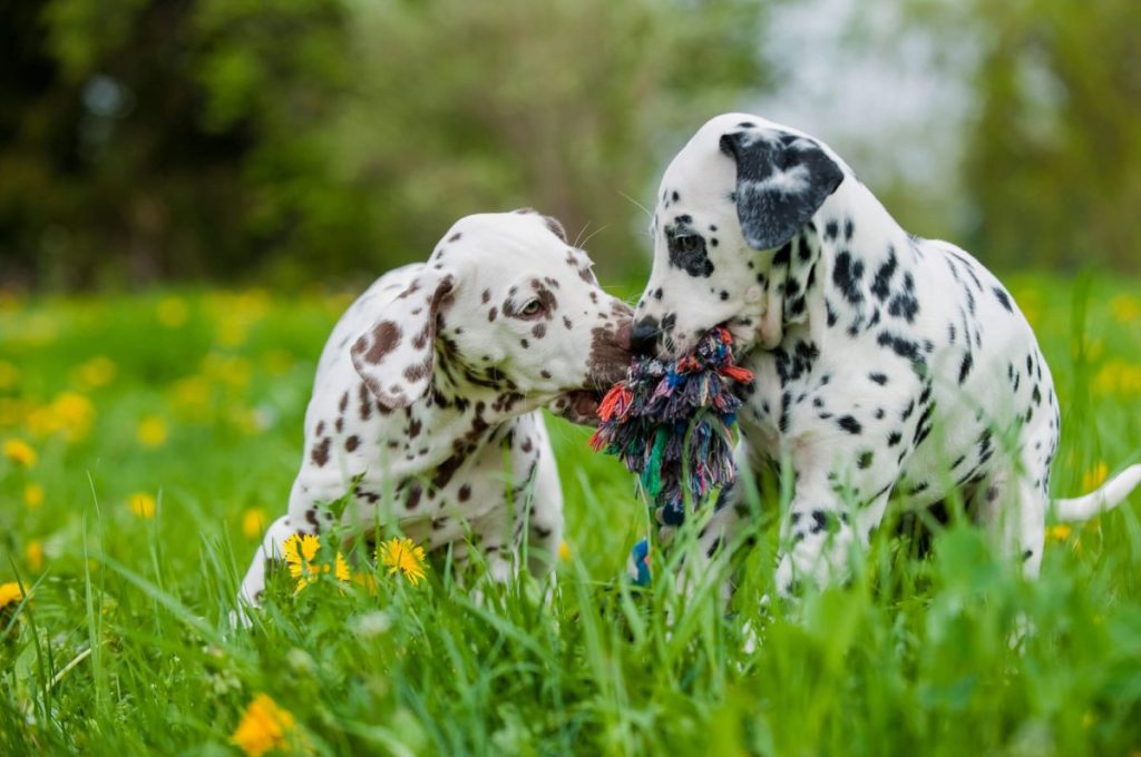 Two Dalmatian puppies playing outside.