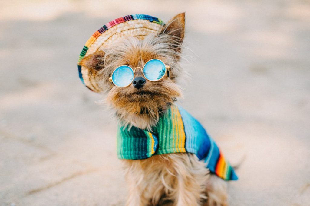 Yorkshire Terrier puppy dressed up in a cool outfit with sunglasses and hat.