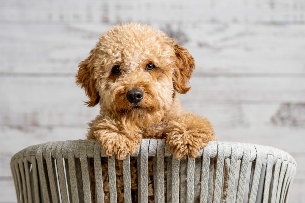 Mini Goldendoodle puppy.