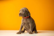 Cute Weimaraner puppy against orange background.