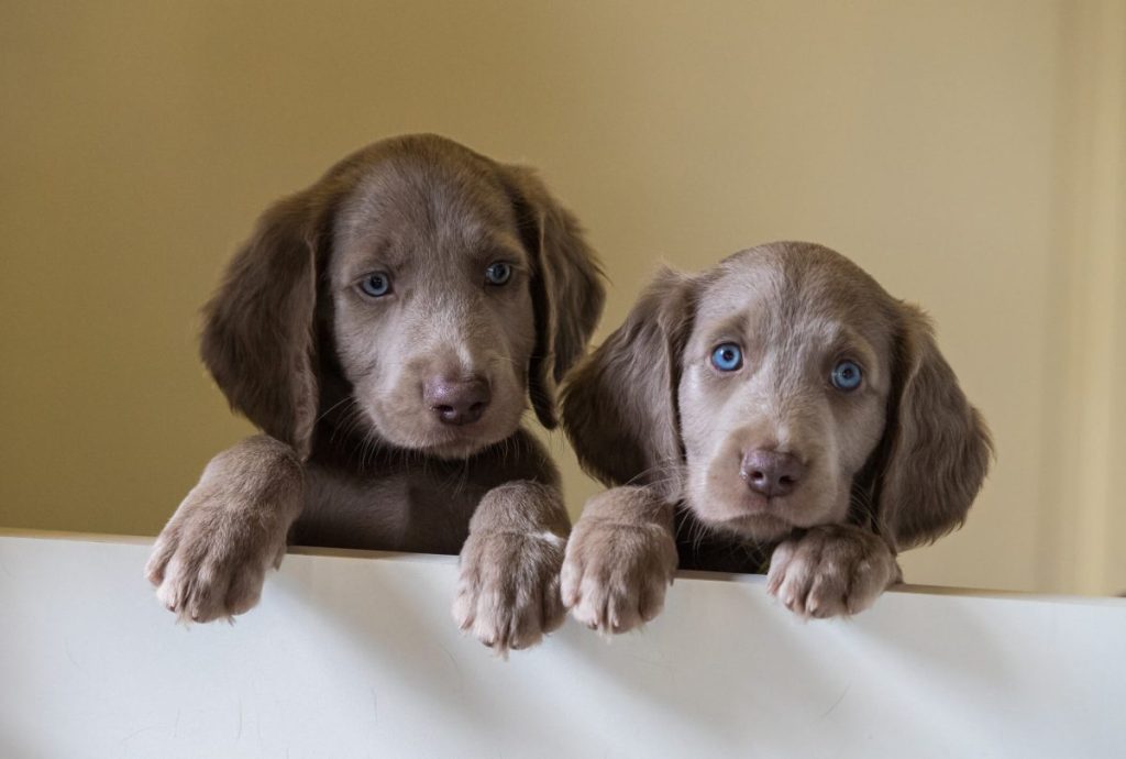 Two long-haired Weimaraner puppies