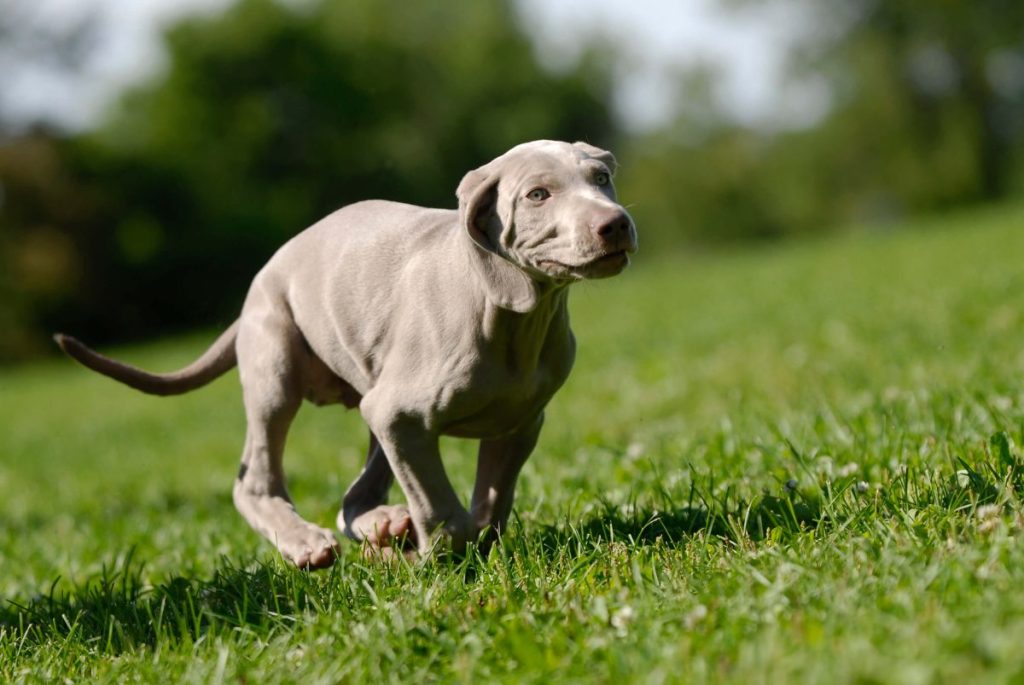 Weimaraner puppy running in grass.