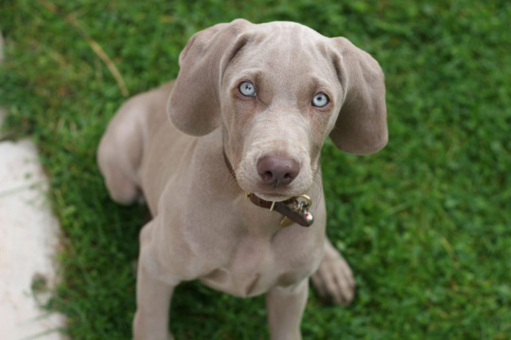 Weimaraner puppy looking at the camera.