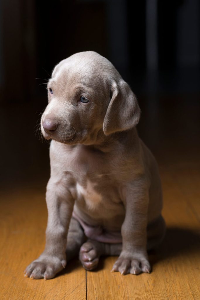 Cute Weimaraner puppy.