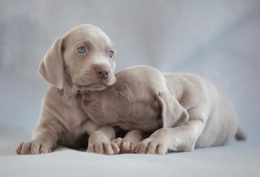 Two Weimaraner puppies.