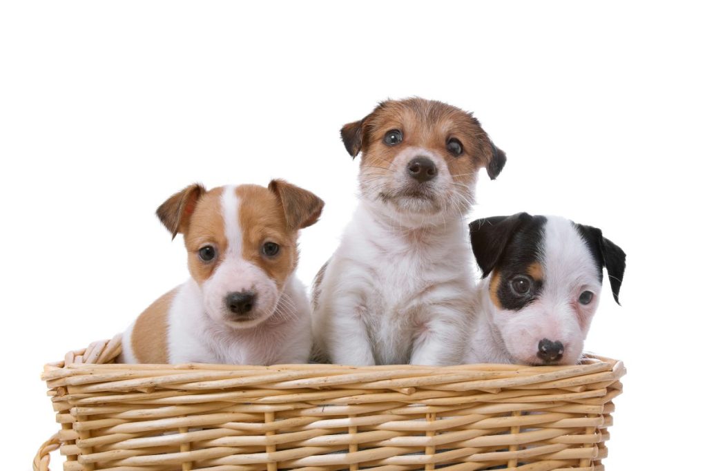 Three Jack Russell Terrier puppies in a basket.