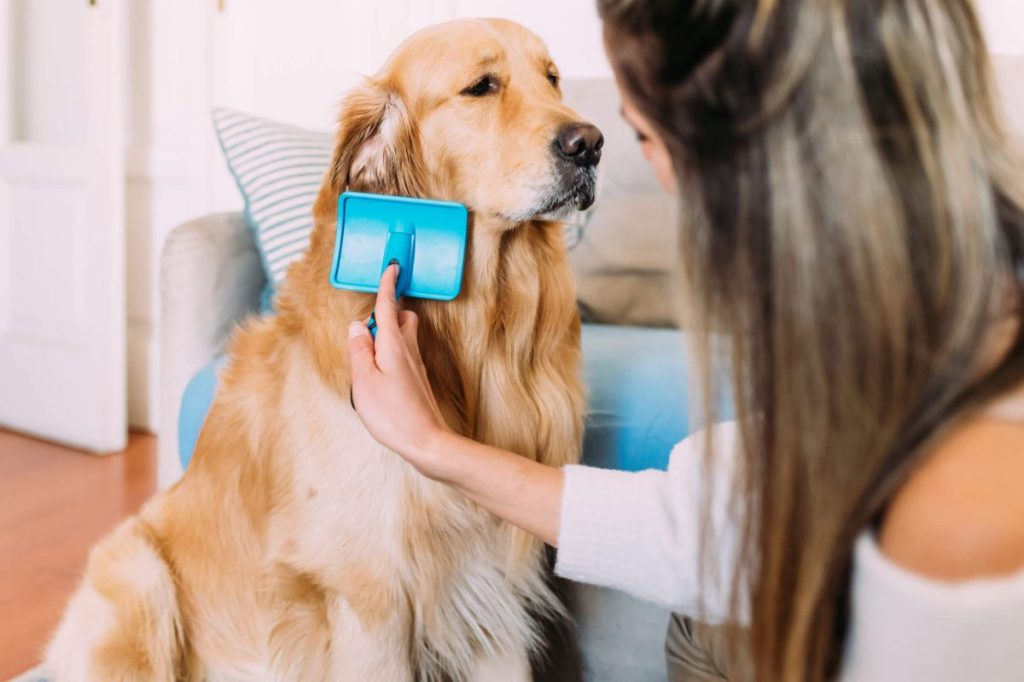 Dog parent brushing her Golden Retriever at home before a grooming session.