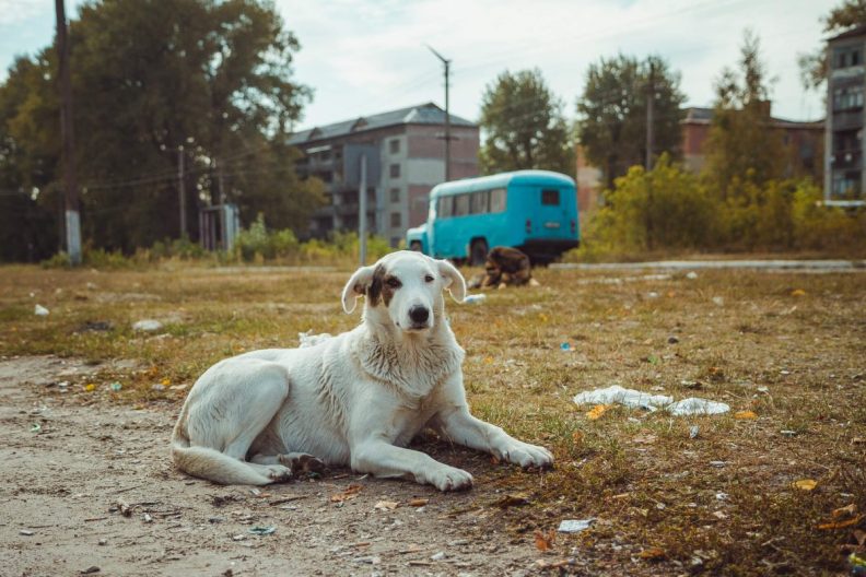 Stray dog in old radioactive zone in Chernobyl — abandoned ghost town after nuclear disaster.