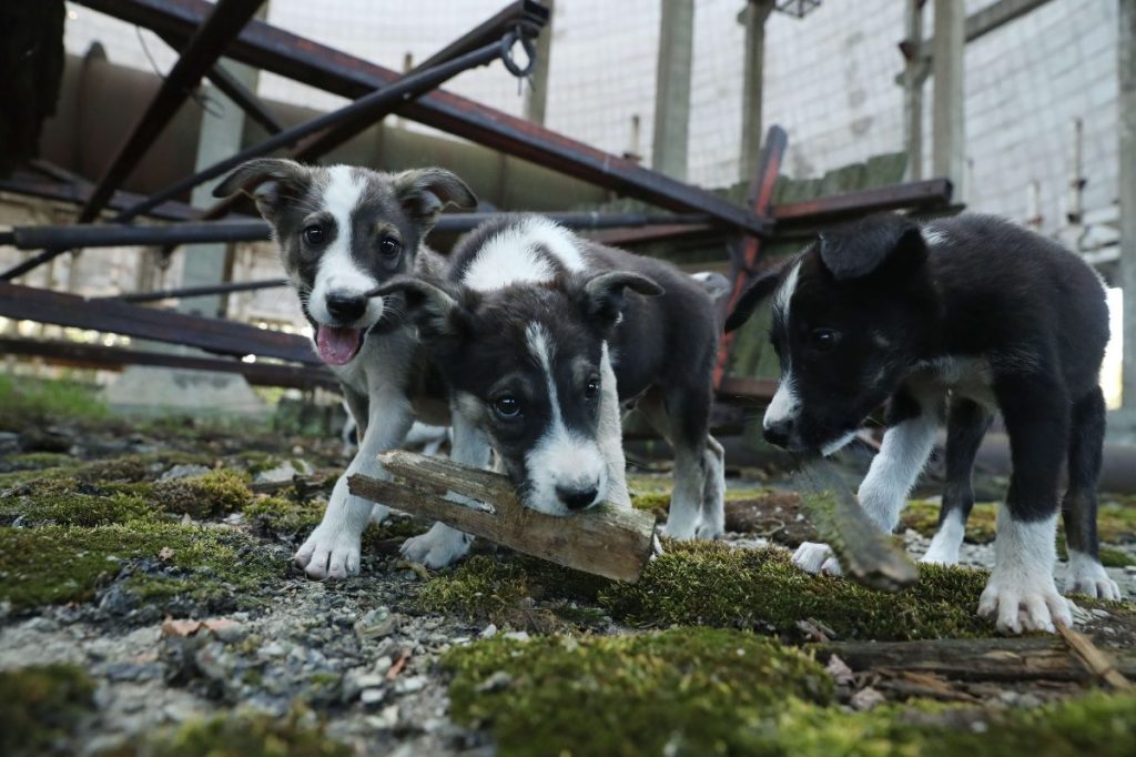 Stray puppies play in an abandoned, partially-completed cooling tower inside the exclusion zone at the Chernobyl nuclear power plant.