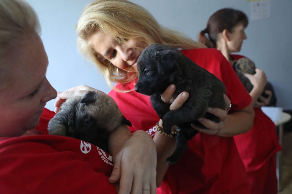 Meredith Ayan (L), Executive Director of SPCA International, a U.S.-based animal rescue non-profit, SPCA Program Director Lori Kalef (C) and volunteer Kerry Anne O'Connor cuddle with stray puppies at a makeshift veterinary clinic operated by The Dogs of Chernobyl initiative inside the Chernobyl exclusion zone.