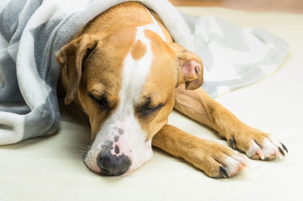 Dog suffering from canine influenza, resting.