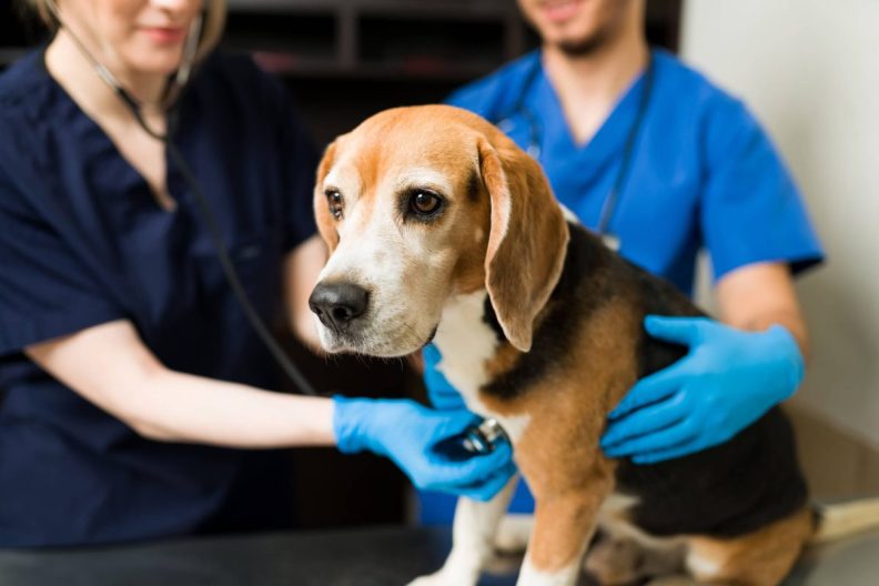 Beagle dog with lymphoma getting a checkup at the vet.