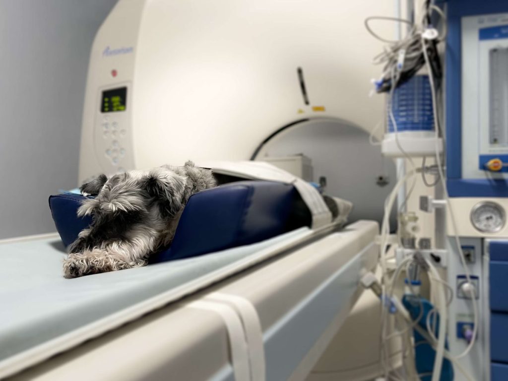 Dog undergoing a CT scan for diagnosis of lymphoma.