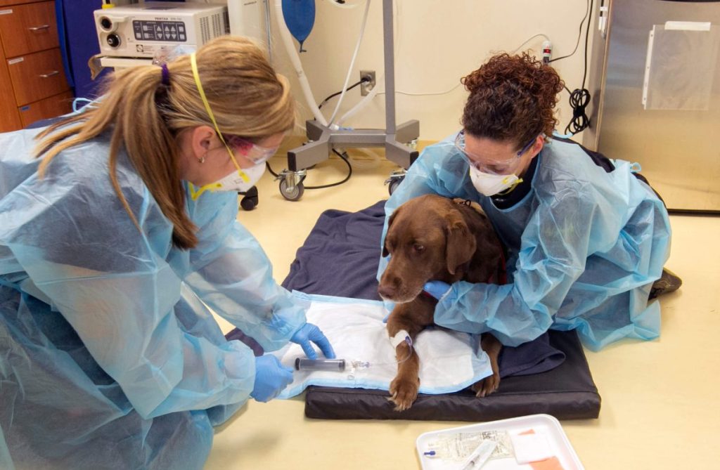 Labrador Retriever is given chemotherapy during visit at 404 Veterinary Referral Hospital.