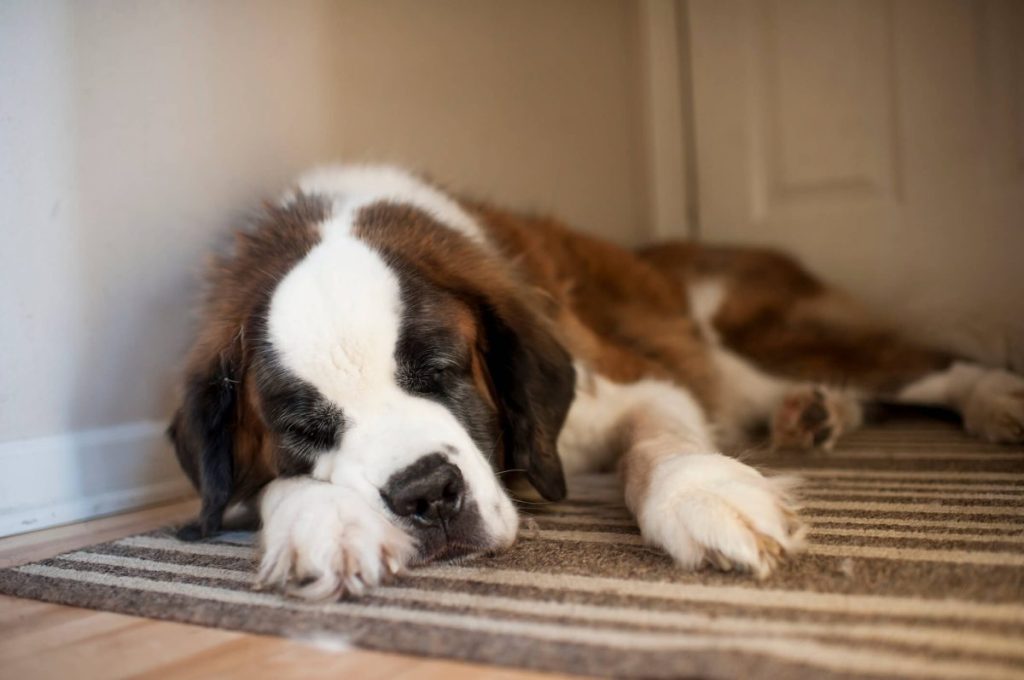 Tired St. Bernard lying on the floor and sleeping.