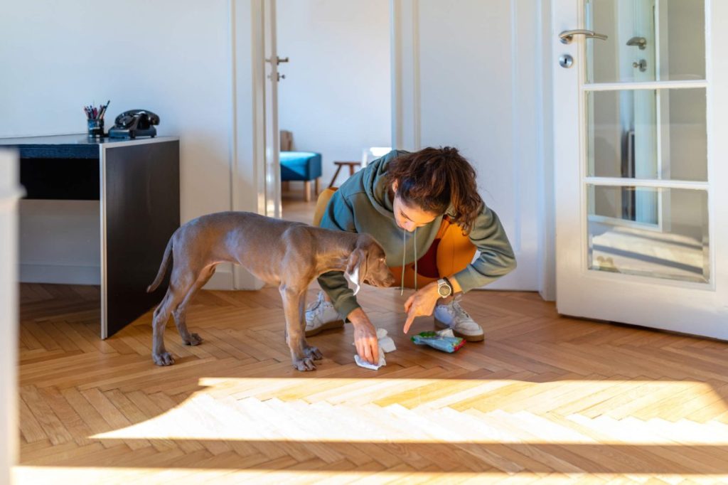 Young woman cleaning dog pee to remove its stains and odor with her pet next to her.