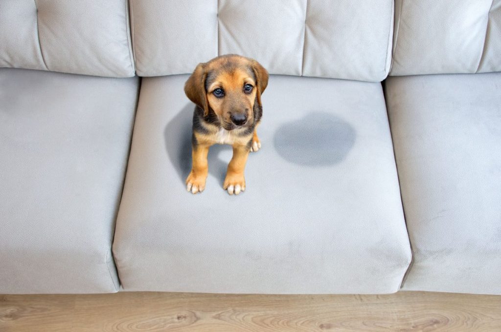 Puppy sitting on the couch next to their pee spot.