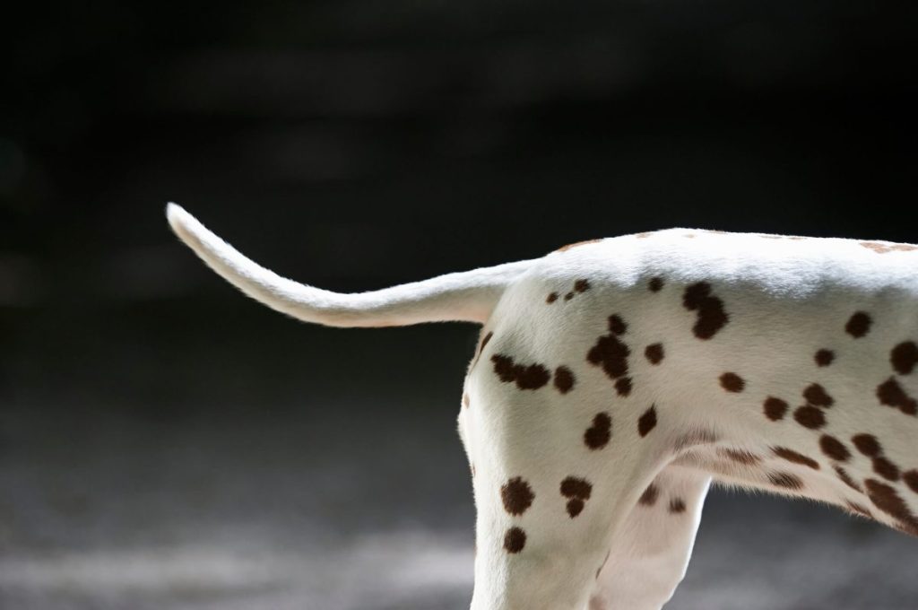 Body and tail of a Dalmatian dog.