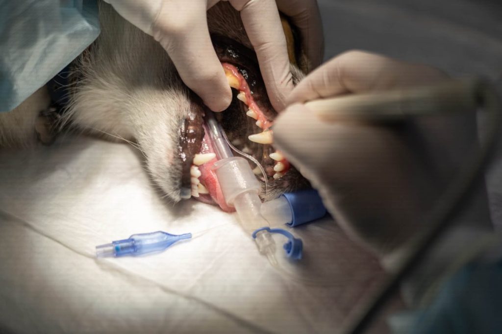 Vet cleaning dog’s teeth under anesthesia, one of the treatments for periodontal disease.