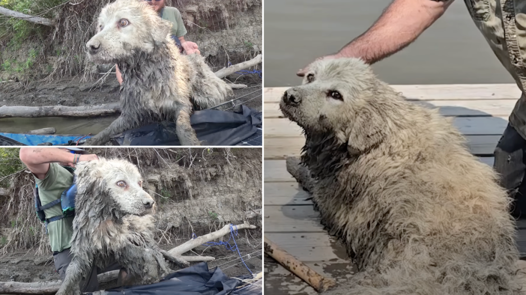 dog stuck under log saved