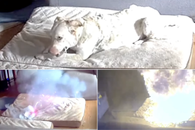 Photo of the dog chewing on lithium-ion battery which caused a house fire in Tulsa, Oklahoma.