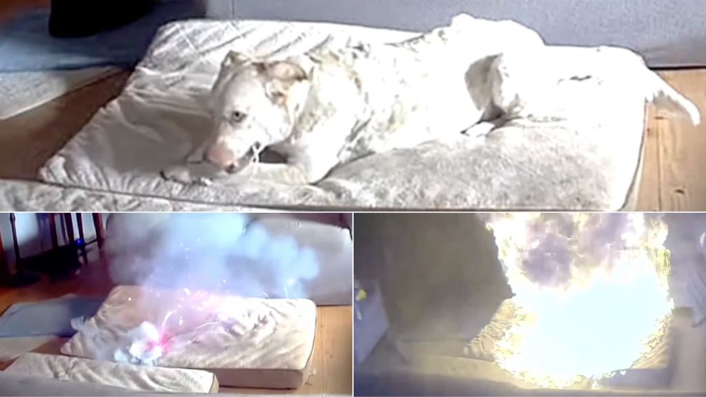 Photo of the dog chewing on lithium-ion battery which caused a house fire in Tulsa, Oklahoma.