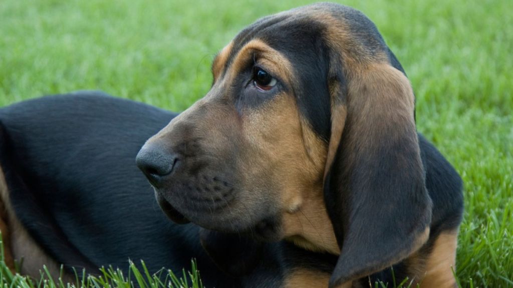 A bloodhound sitting on grass. Looks similar to the missing dog who recently reunited with her family in Florida.