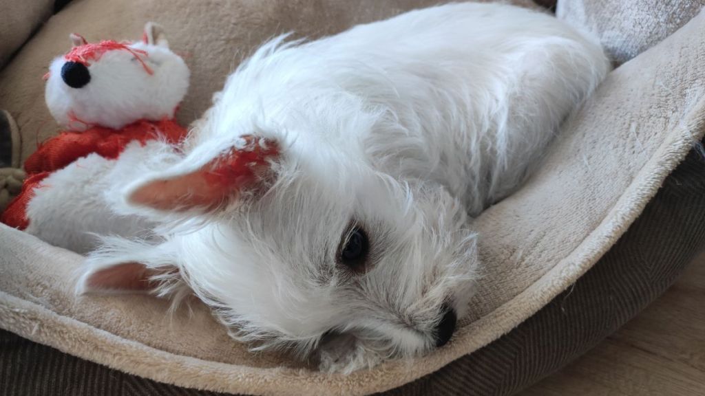 A West Highland White Terrier lying in their dog bed from feeling sick after ingesting marijuana.