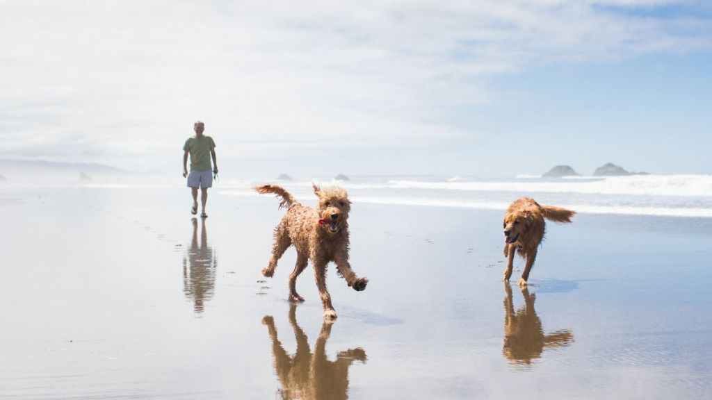 A Golden Retriever and a Poodle mix, similar to the dog who was saved from a coyote attack in South Carolina, frolicking around on the beach on a beautiful, sunny day.