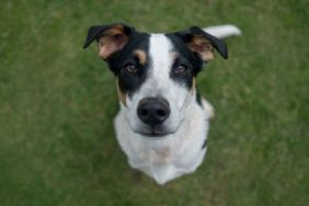 Beautiful mutt dog, who looks similar to the one who was rescued after a video went viral of her owner beating her in Philadelphia, Pennsylvania, sitting outdoors and looking at the camera.