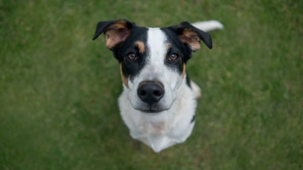 Beautiful mutt dog, who looks similar to the one who was rescued after a video went viral of her owner beating her in Philadelphia, Pennsylvania, sitting outdoors and looking at the camera.